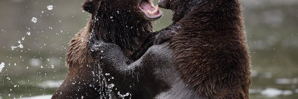Woda, Rywalizacja, Niedźwiedzie