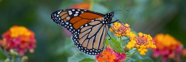 Kwiaty, Motyl monarcha