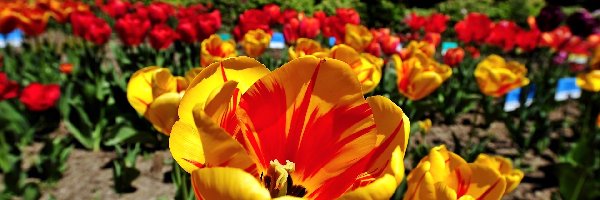 Rozmycie, Tulipany, Ogród