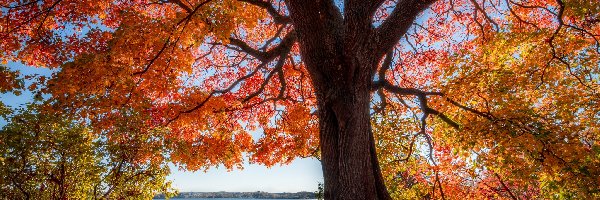 Drzewo, Jezioro, Liście, Jesień