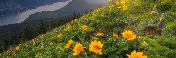 Stok, Rzeka Kolumbia, Rezerwat przyrody Columbia River Gorge, Stan Waszyngton, Stany Zjednoczone, Łąka, Wschód słońca, Góry Kaskadowe, Kwiaty balsamorhiza