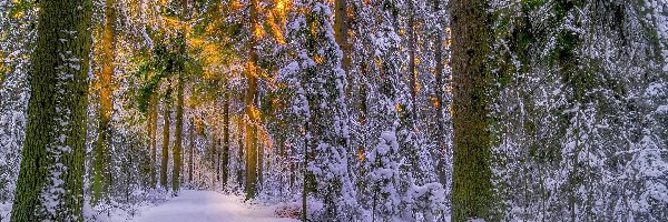 Las, Drzewa, Ośnieżone, Zima, Przebijające światło