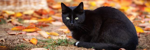 Liście, Kot, Czarny