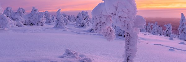 Śnieg, Ośnieżone, Zima, Zachód słońca, Drzewa