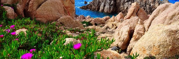 Kwiaty, Costa Paradiso, Skały, Morze, Sardynia, Włochy