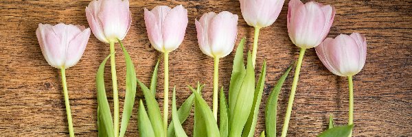 Drewno, Tulipany, Różowe