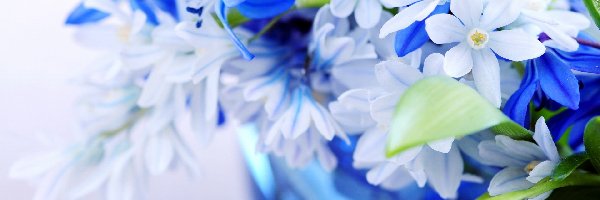 Kwiatki, Niebieskie, Białe