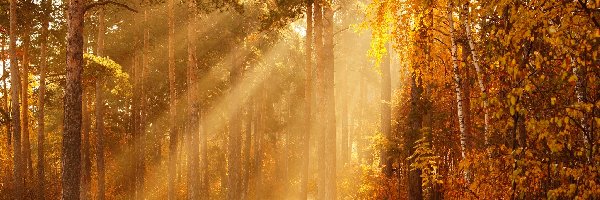 Słoneczny, Drzewa, Przebijające światło, Dzień, Las, Jesień