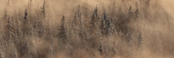 Drzewa, Mgła, Świerki, Zima