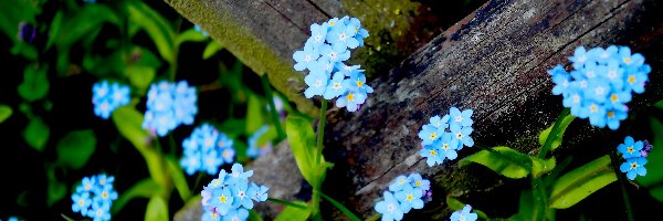 Niebieskie, Niezapominajka, Kwiaty