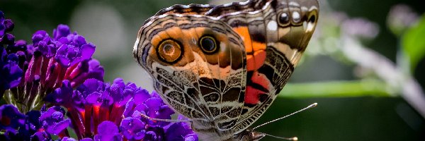 Motyl, Kwiaty, Fioletowe, Kolorowy