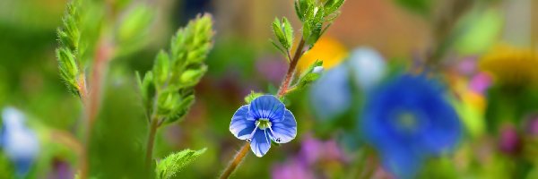 Kwiatek, Niebieski, Przetacznik ożankowy