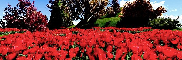 Par, Tulipany, Czerwone, Wiosna