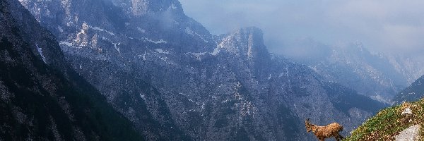 Koza górska, Góra Bovski Gamsovec, Zbocze, Słowenia, Alpy Julijskie, Góry