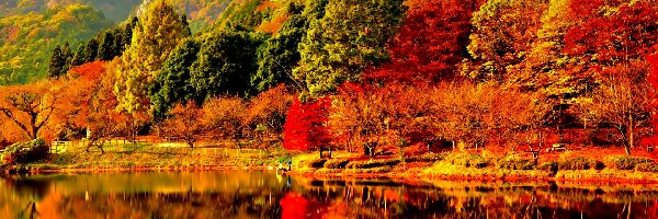 Jezioro, Drzewa, Kolorowe, Jesień