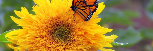 Słonecznik ozdobny, Monarcha, Motyl