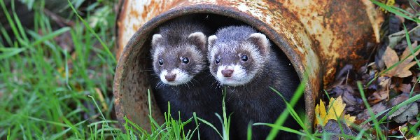 Parka, Trawa, Pojemnik, Fretki