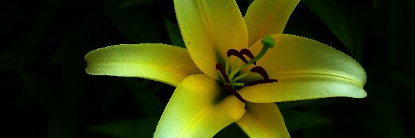 Lilia, Kwiat, Przyroda