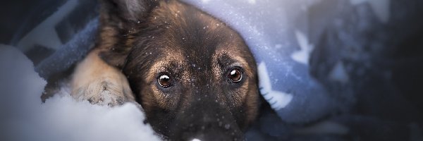 Pies, Kocyk, Owczarek niemiecki, Mordka, Śnieg
