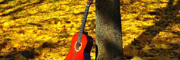 Las, Jesień, Liście, Gitara