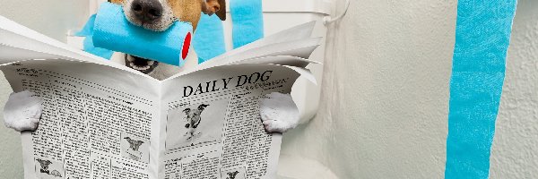 Pies, Gazeta, Jack Russell terrier, Toaletowy, Papier