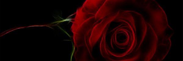 Róża, Czarne tło, Grafika, Czerwona