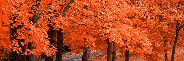 Drzewa, Jesień, Liście, Pomarańczowe