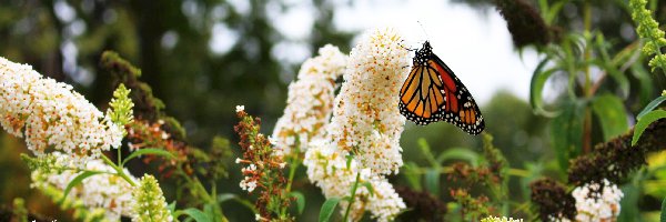 Motyl, Ogród, Monarch, Budleja