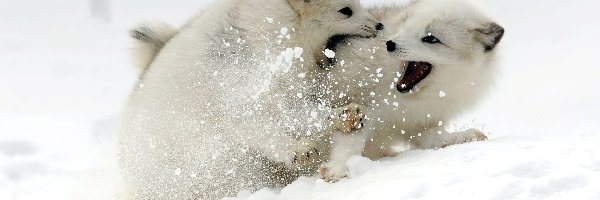 Zabawa, Śnieg, Lisy polarne