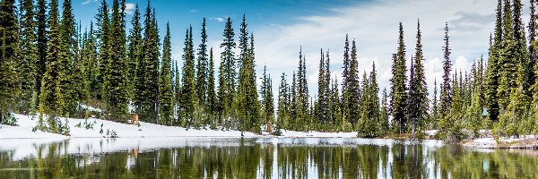 Śnieg, Drzewa, Świerki czarne, Odbicie, Jezioro, Kanada