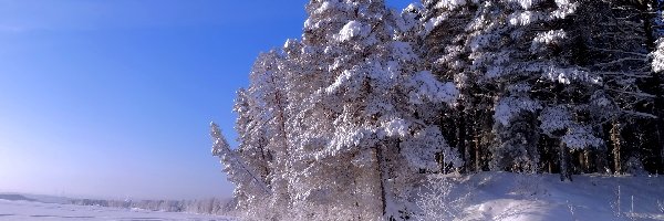 Ośnieżone , Śnieg, Drzewa, Zima