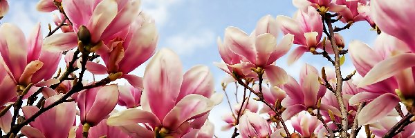 Wiosna, Magnolia, Różowa, Obłoki, Niebo