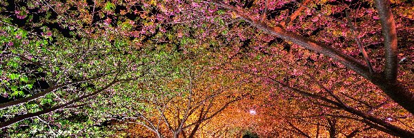 Drzewa, Światła, Noc, Park
