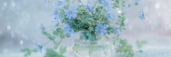 Bodziszek, Kwiaty, Niebieskie