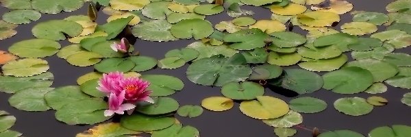Kwiaty, Lilie wodne, Przyroda