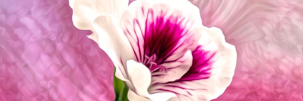 Grafika, Kwiat, Biało-różowy