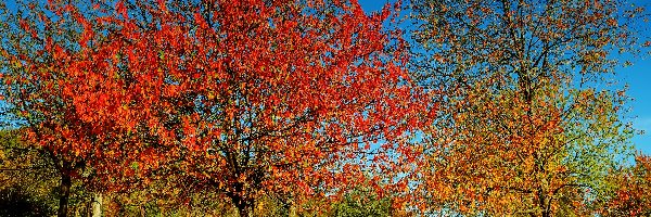 Jesień, Trawa, Drzewa, Liście, Kolorowe