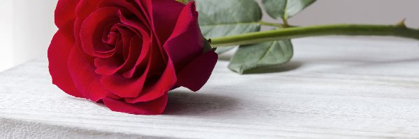 Róża, Listki, Czerwona, Kwiat