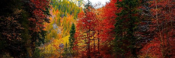 Las, Zakręt, Góry, Drzewa, Droga, Jesień