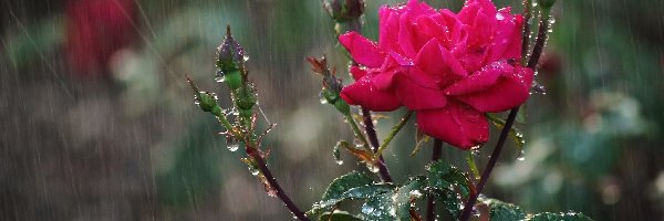 Deszcz, Pąki, Róża