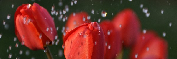 Deszcz, Tulipany, Czerwone