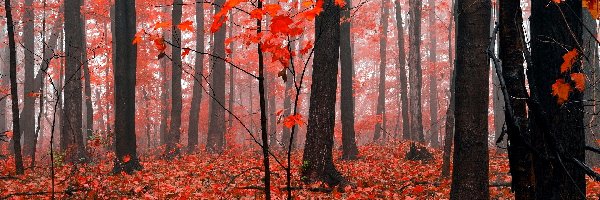 Jesień, Drzewa, Las, Liście, Czerwone
