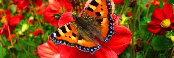 Motyl, Ogród, Kwiaty, Piękny