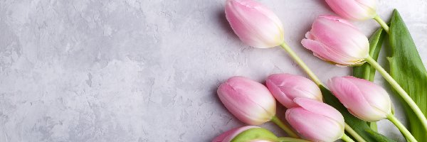 Tulipany, Jasnoróżowe