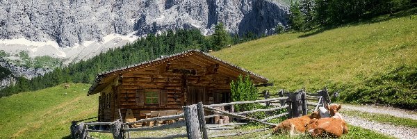 Krowy, Góry Alpy Salzburskie, Masyw Dachstein, Gmina Ramsau am Dachstein, Austria, Domek, Drewniany