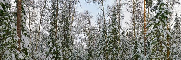 Las, Ośnieżone, Drzewa, Zima