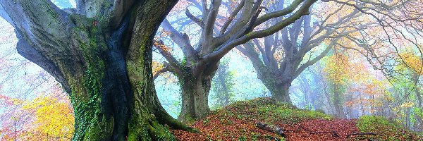 Las, Liście, Drzewa, Jesień