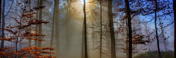 Las, Mgła, Jesień, Słońca, Promienie