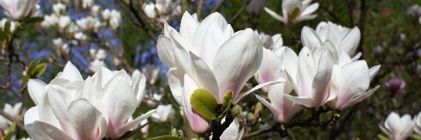 Magnolie, Białe, Kwitnące