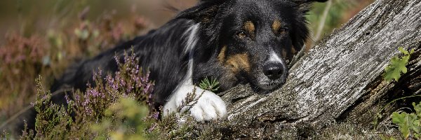 Pies, Mordka, Border collie, Drzewo, Wrzos